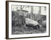 Abingdon/Pinta Island Giant Tortoise at London Zoo, March 1914-Frederick William Bond-Framed Photographic Print