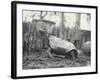 Abingdon/Pinta Island Giant Tortoise at London Zoo, March 1914-Frederick William Bond-Framed Photographic Print