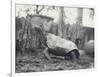 Abingdon/Pinta Island Giant Tortoise at London Zoo, March 1914-Frederick William Bond-Framed Photographic Print