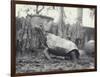 Abingdon/Pinta Island Giant Tortoise at London Zoo, March 1914-Frederick William Bond-Framed Photographic Print