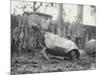 Abingdon/Pinta Island Giant Tortoise at London Zoo, March 1914-Frederick William Bond-Mounted Photographic Print