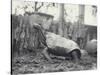 Abingdon/Pinta Island Giant Tortoise at London Zoo, March 1914-Frederick William Bond-Stretched Canvas