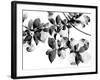 Abloom - Noir-Jackie Battenfield-Framed Giclee Print