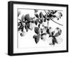 Abloom - Noir-Jackie Battenfield-Framed Giclee Print