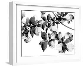 Abloom - Noir-Jackie Battenfield-Framed Giclee Print