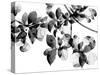 Abloom - Noir-Jackie Battenfield-Stretched Canvas