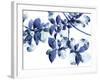 Abloom-Jackie Battenfield-Framed Giclee Print