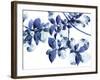 Abloom-Jackie Battenfield-Framed Giclee Print