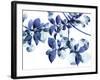 Abloom-Jackie Battenfield-Framed Giclee Print