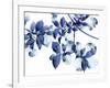 Abloom-Jackie Battenfield-Framed Giclee Print