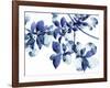 Abloom-Jackie Battenfield-Framed Giclee Print