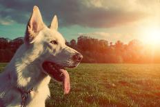 Gorgeous Large White Dog in a Park, Colorised Image-ABO PHOTOGRAPHY-Photographic Print