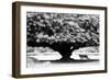 Aboretum, Los Angeles, CA-Jeff Pica-Framed Photographic Print