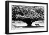 Aboretum, Los Angeles, CA-Jeff Pica-Framed Photographic Print