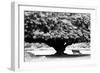 Aboretum, Los Angeles, CA-Jeff Pica-Framed Photographic Print