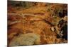 Aboriginal rock engravings-null-Mounted Giclee Print