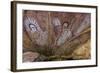 Aboriginal Wandjina Cave Artwork in Sandstone Caves at Raft Point, Kimberley, Western Australia-Michael Nolan-Framed Photographic Print