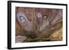 Aboriginal Wandjina Cave Artwork in Sandstone Caves at Raft Point, Kimberley, Western Australia-Michael Nolan-Framed Photographic Print