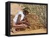 Aborigine Woman Digging for Wichetty Grubs, Northern Territory, Australia-Claire Leimbach-Framed Stretched Canvas