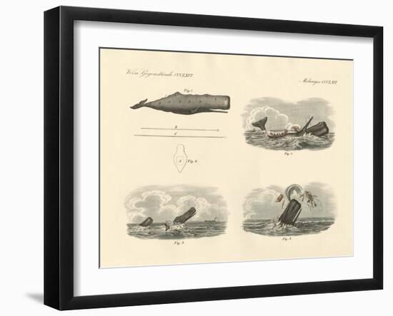 About the Way of Living and the Capture of the Large-Headed Trumpet Whale or Cachalot-null-Framed Giclee Print