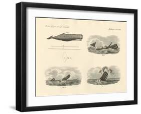 About the Way of Living and the Capture of the Large-Headed Trumpet Whale or Cachalot-null-Framed Giclee Print