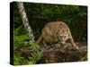About to Pounce-Galloimages Online-Stretched Canvas