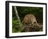 About to Pounce-Galloimages Online-Framed Photographic Print