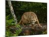 About to Pounce-Galloimages Online-Mounted Photographic Print