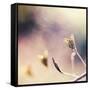 About You-Maria J Campos-Framed Stretched Canvas