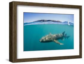 Above and Below Look at a Tawny Nurse Shark (Nebrius Ferrugineus) Swimming in Talbot Bay-Michael Nolan-Framed Photographic Print