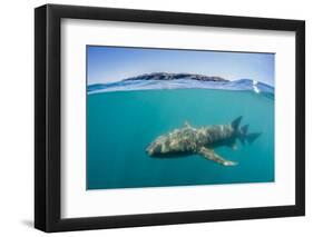 Above and Below Look at a Tawny Nurse Shark (Nebrius Ferrugineus) Swimming in Talbot Bay-Michael Nolan-Framed Photographic Print