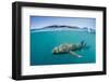 Above and Below Look at a Tawny Nurse Shark (Nebrius Ferrugineus) Swimming in Talbot Bay-Michael Nolan-Framed Photographic Print