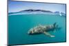 Above and Below Look at a Tawny Nurse Shark (Nebrius Ferrugineus) Swimming in Talbot Bay-Michael Nolan-Mounted Photographic Print