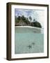 Above and Below View of Mangroves-Stuart Westmorland-Framed Photographic Print