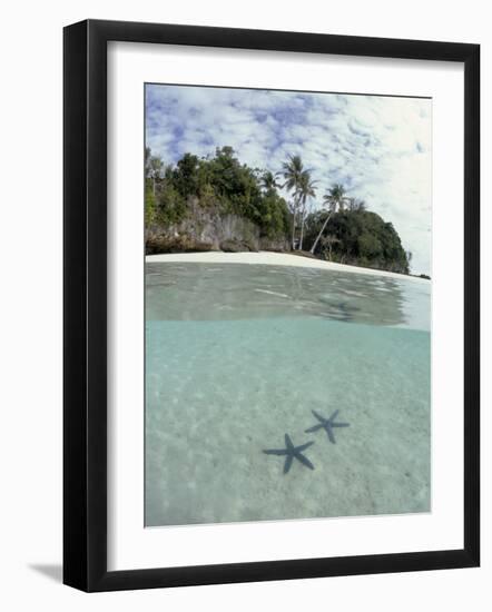 Above and Below View of Mangroves-Stuart Westmorland-Framed Photographic Print
