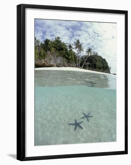 Above and Below View of Mangroves-Stuart Westmorland-Framed Photographic Print