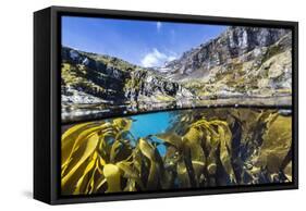 Above and Below Water View of Kelp in Hercules Bay, South Georgia, Polar Regions-Michael Nolan-Framed Stretched Canvas