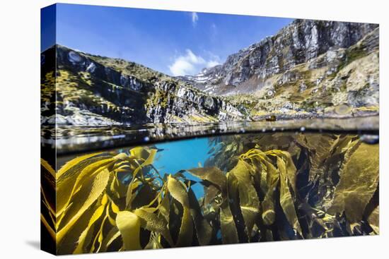 Above and Below Water View of Kelp in Hercules Bay, South Georgia, Polar Regions-Michael Nolan-Stretched Canvas