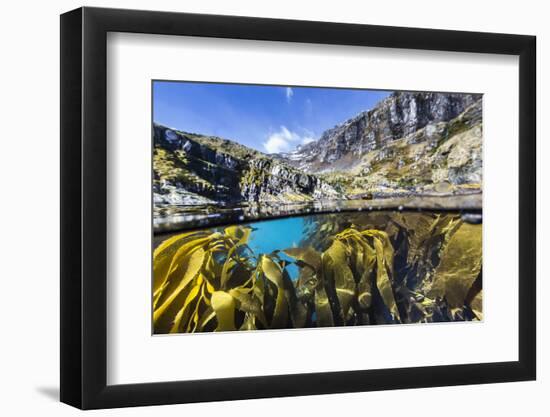 Above and Below Water View of Kelp in Hercules Bay, South Georgia, Polar Regions-Michael Nolan-Framed Photographic Print