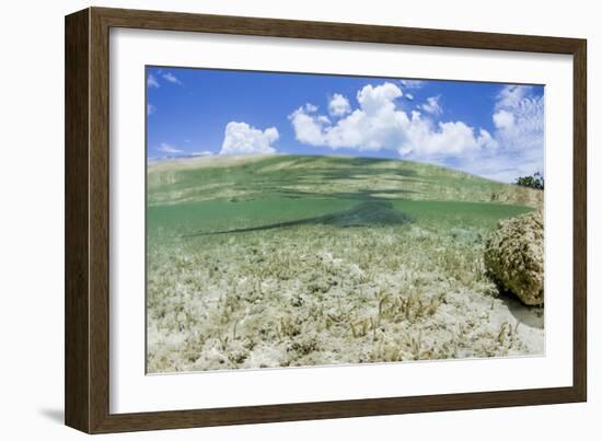 Above and Underwater Photograph, a Large Stingray in Shallow Waters Near Staniel Cay, Bahamas-James White-Framed Photographic Print