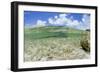 Above and Underwater Photograph, a Large Stingray in Shallow Waters Near Staniel Cay, Bahamas-James White-Framed Photographic Print