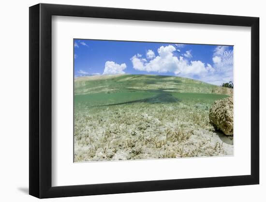 Above and Underwater Photograph, a Large Stingray in Shallow Waters Near Staniel Cay, Bahamas-James White-Framed Photographic Print