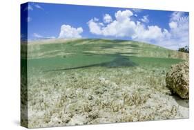 Above and Underwater Photograph, a Large Stingray in Shallow Waters Near Staniel Cay, Bahamas-James White-Stretched Canvas