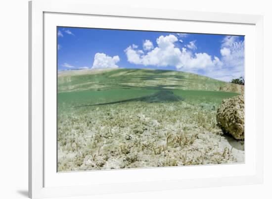 Above and Underwater Photograph, a Large Stingray in Shallow Waters Near Staniel Cay, Bahamas-James White-Framed Photographic Print