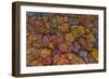 Above the Autumn-Luigi Ruoppolo-Framed Giclee Print