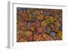 Above the Autumn-Luigi Ruoppolo-Framed Giclee Print