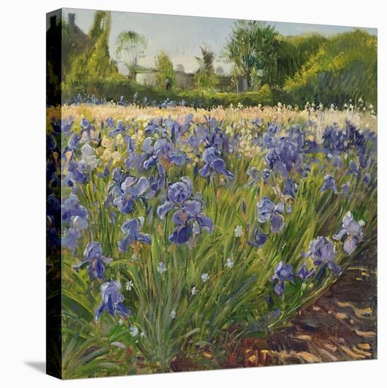 Above the Blue Irises-Timothy Easton-Stretched Canvas