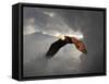 Above the Storm Bald Eagle-Jai Johnson-Framed Stretched Canvas