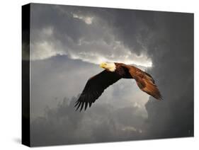 Above the Storm Bald Eagle-Jai Johnson-Stretched Canvas