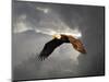 Above the Storm Bald Eagle-Jai Johnson-Mounted Premium Giclee Print